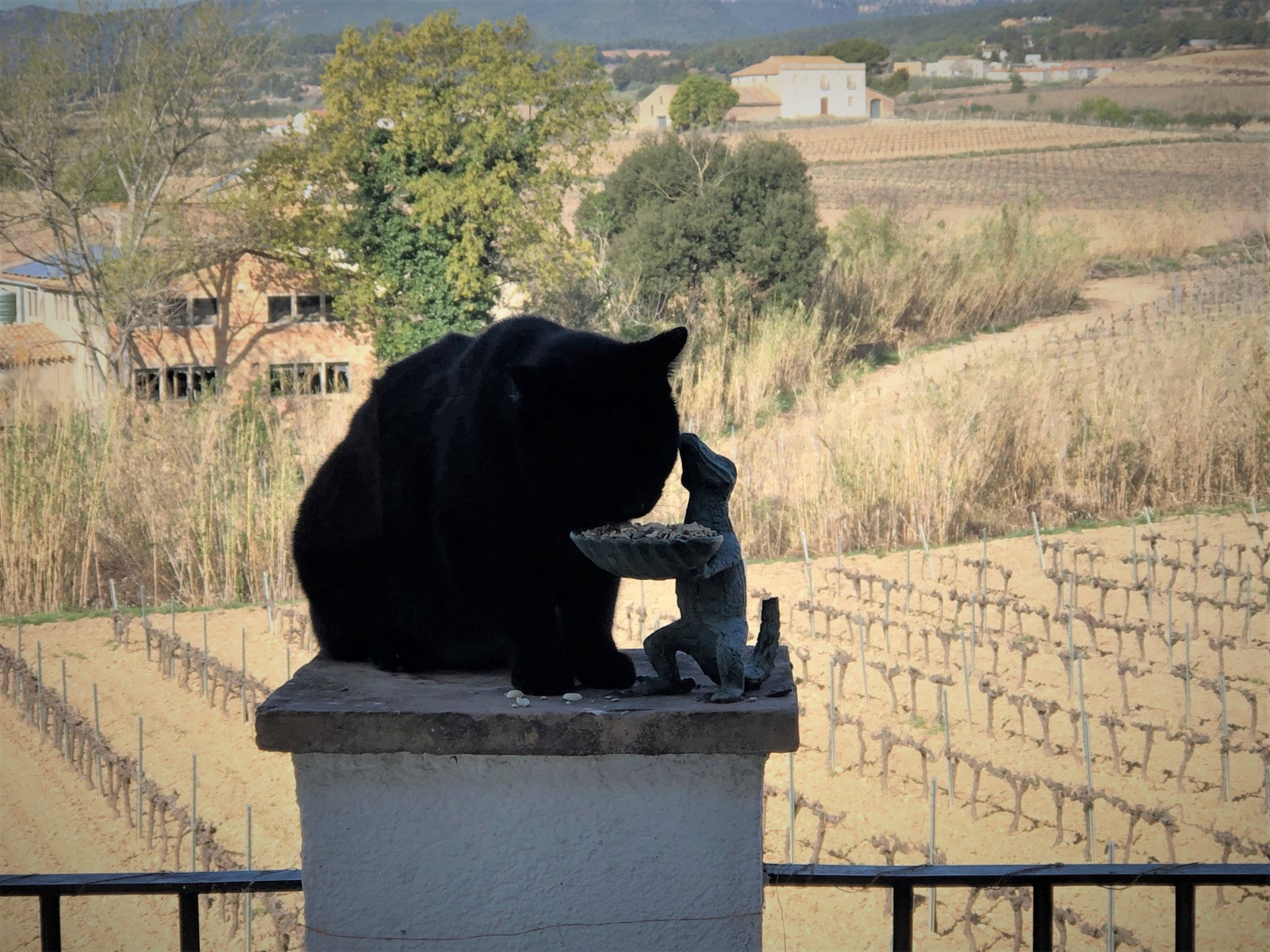 Cat Get Down from There