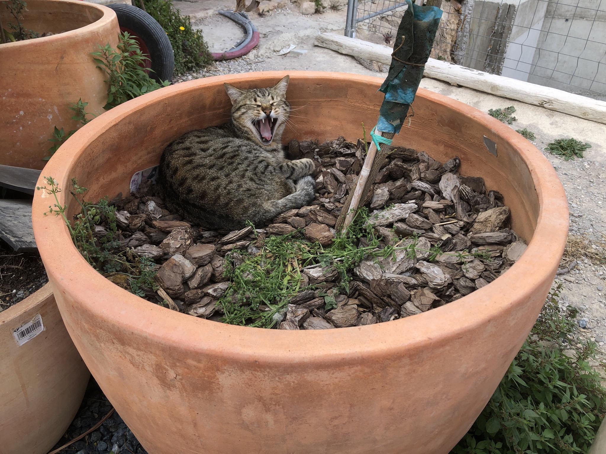 The Pot, Habitat of Cat