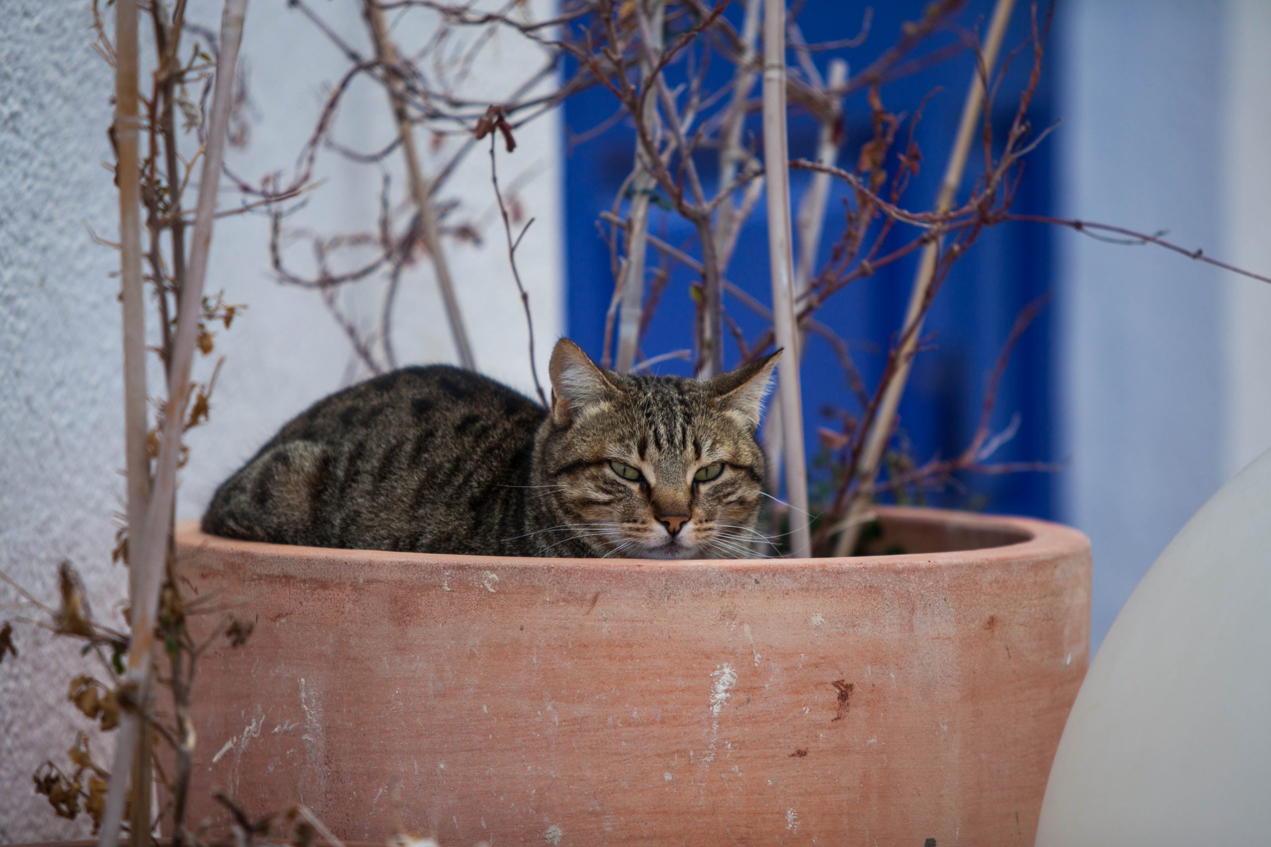 More Pot Cat