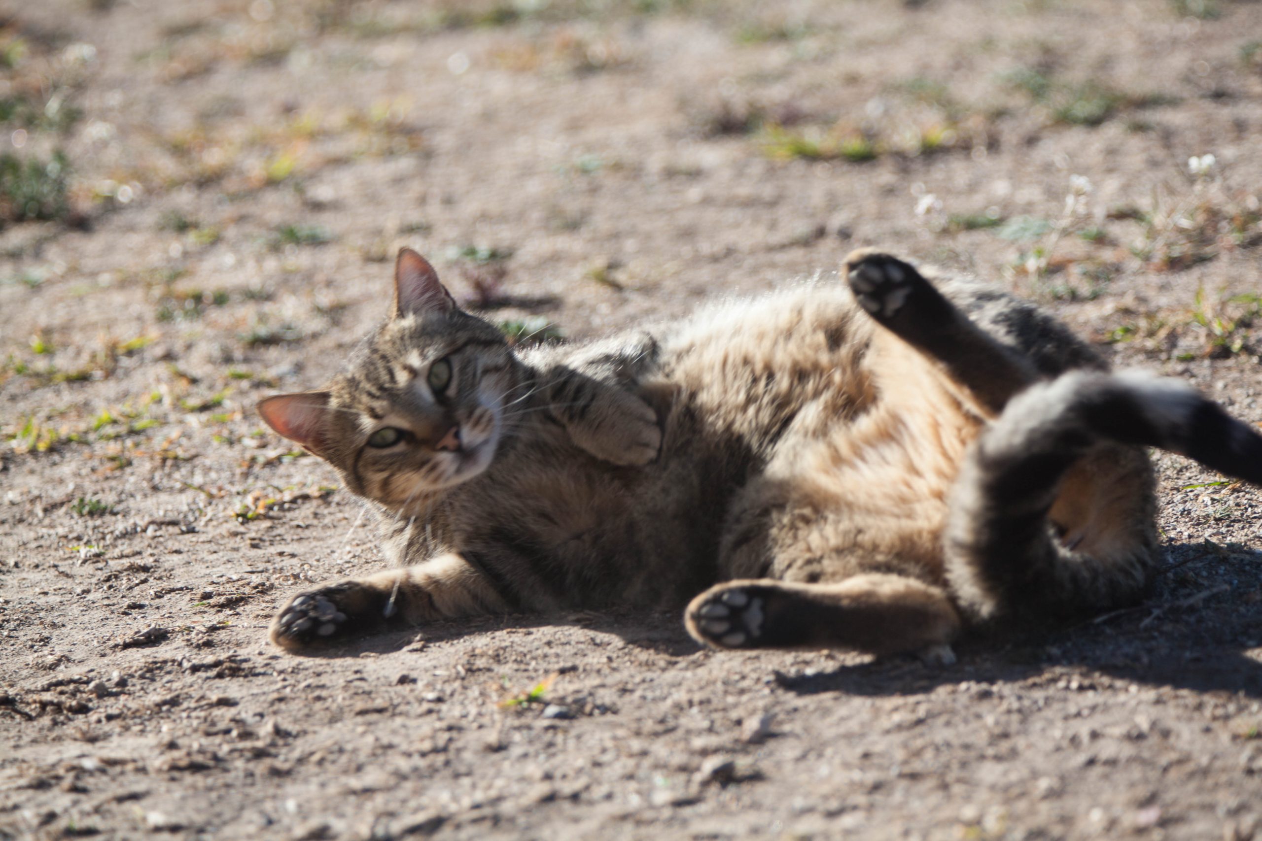 Roll Roll Roll Your Boat, Err, Cat