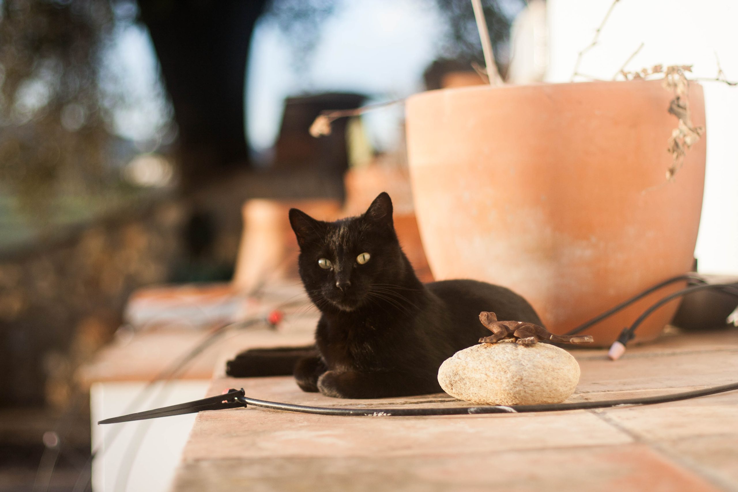 Another Pot Cat